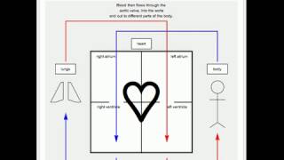 Path of Blood Flow in Circulatory System