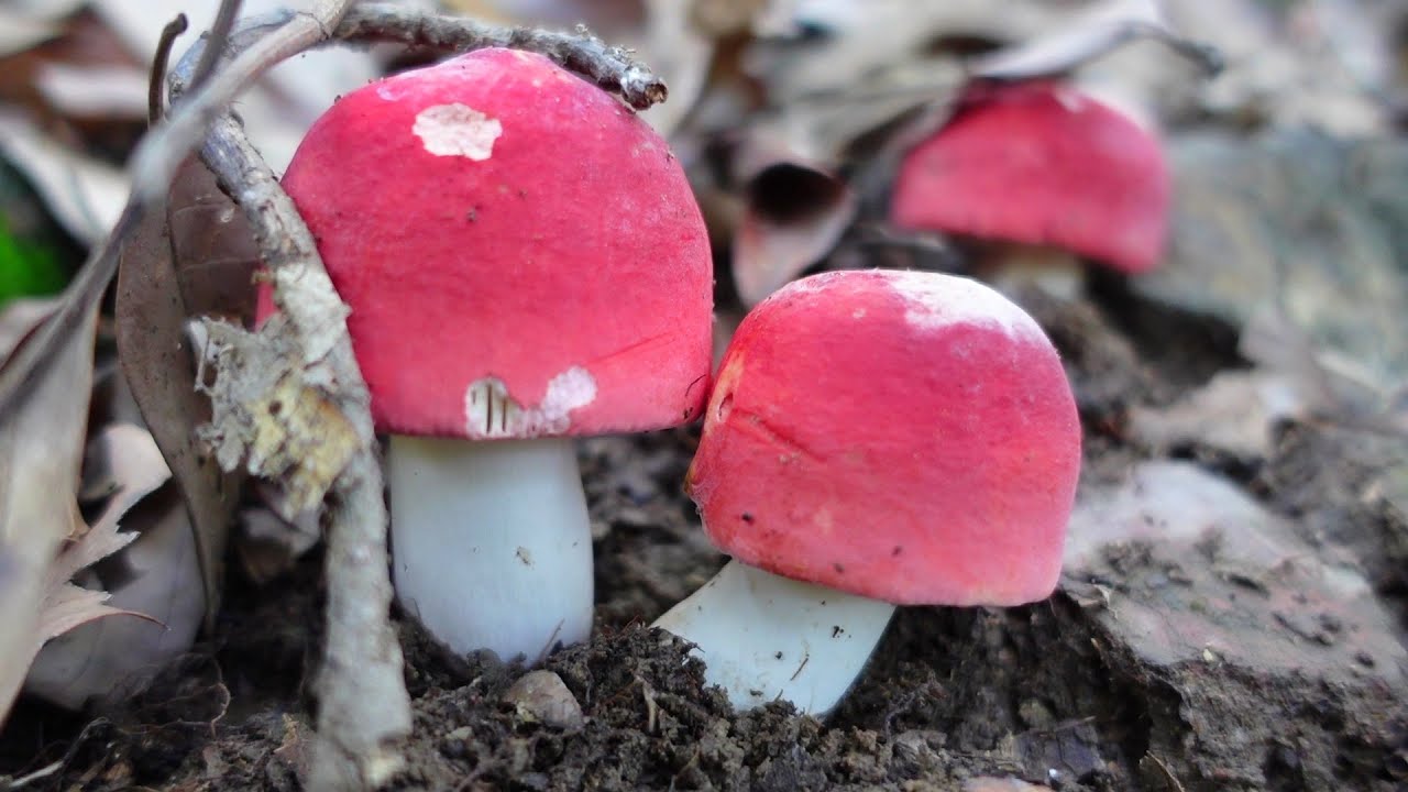 เก็บเห็ดก่อแดง เดินได้ครึ่งทางล้นตะกร้าเลย..มีแต่ดอกใหญ่ๆงามๆ