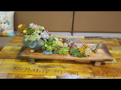 제11회  다육아트쉽게따라하기-이리스처럼#다육#다육아트 #넬솔#넬솔흙#多肉植物#깨진화분도변한다