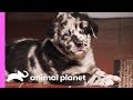 Speckled Puppy Maxwell Keeps Getting Left Out By His Siblings | Too Cute!