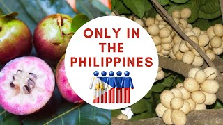 Only in the Philippines ...15 Strangest Fruits  you MUST eat!