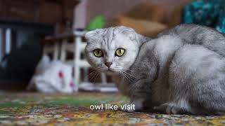 Scottish Fold by AFFINITYX#allaboutanimals# 31 views 6 months ago 46 seconds