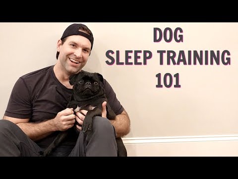 HOW TO GET YOUR DOG TO SLEEP IN HIS OWN BED