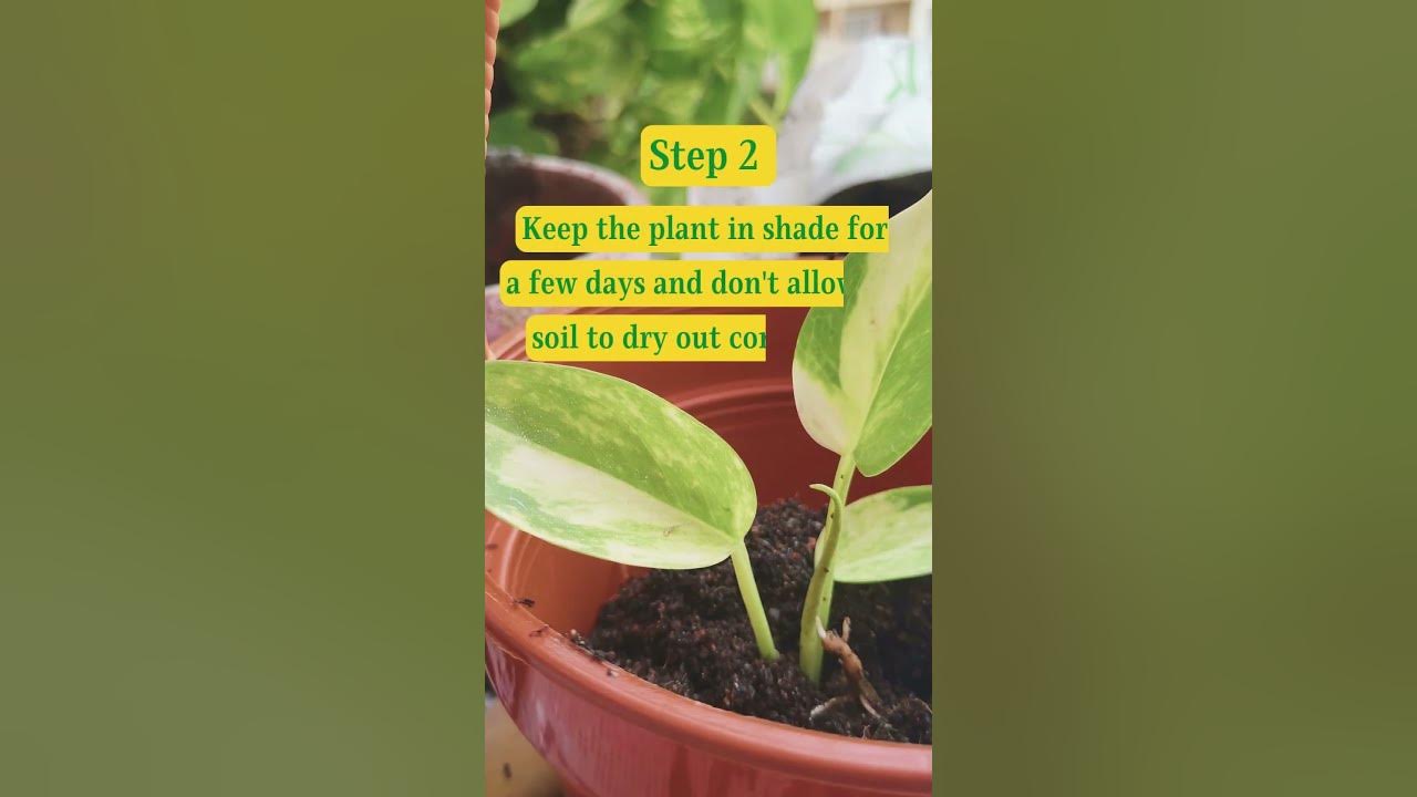 EASY STEPS to prevent your DYING MONEY PLANT I SAVE your MONEY PLANT
