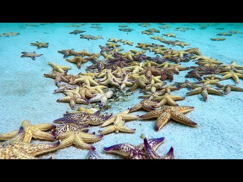 Time lapse  North Pacific Starfish.