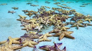 Time lapse  North Pacific Starfish.