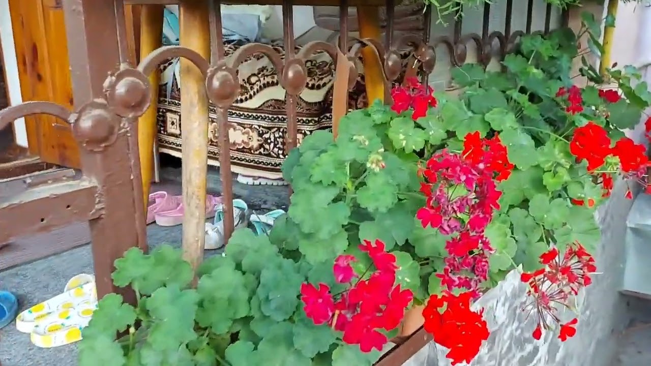 Бегонии украшают зону отдыха. Обзор сада в августе 2023 г.