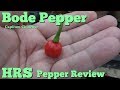 ⟹ Bode Pepper | Capsicum chinense | Pod Review