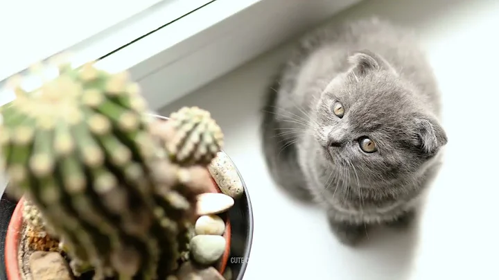 Watch the video about One day with cute Scottish Fold Gray Kitten | CUTE CATS TV #32