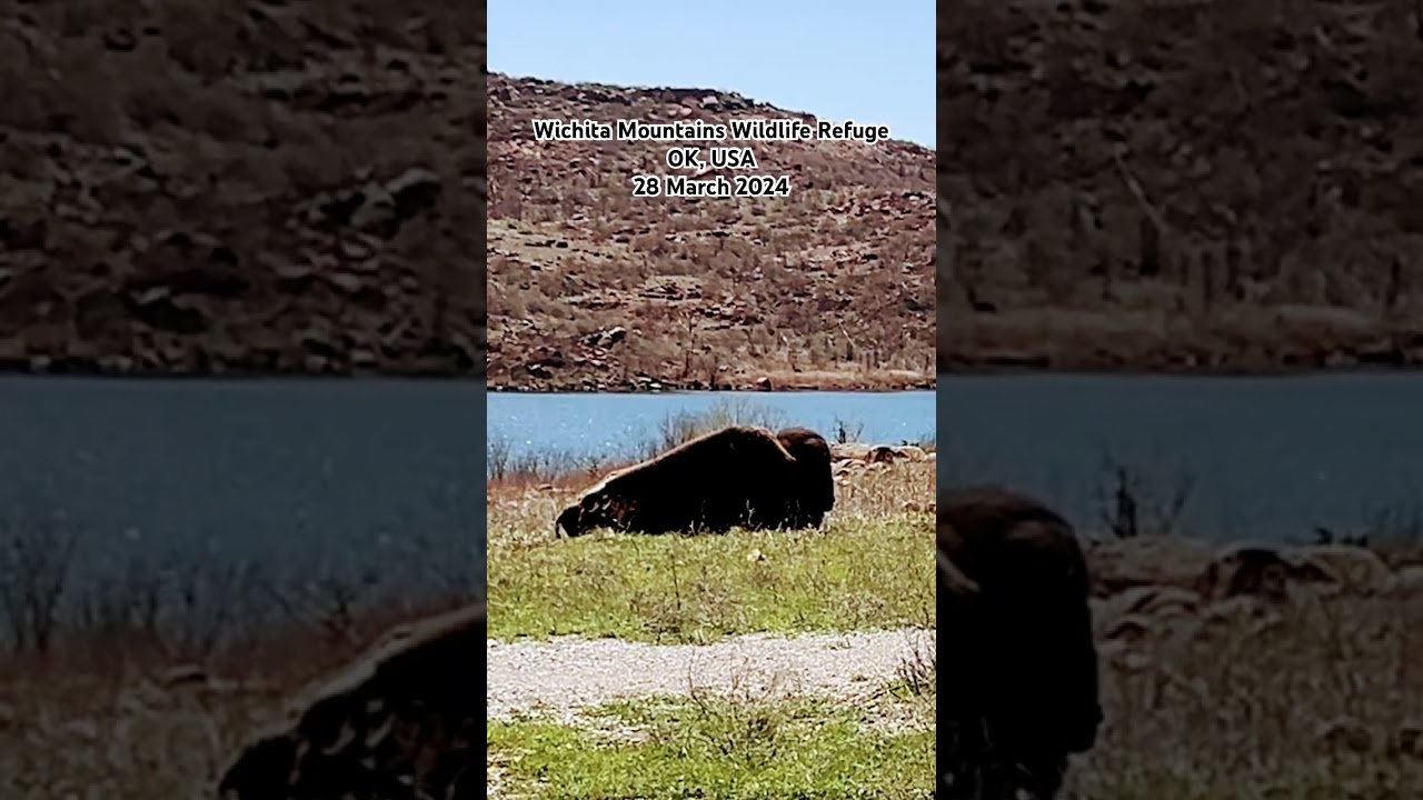 (34.7432, -98.6074) Wild Buffalo in the Wichita Mountains of Oklahoma 1/2