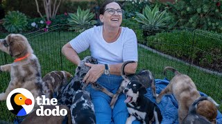 Momma Dog Has A Reunion With Her 13 Puppies On Their First Birthday | The Dodo Foster Diaries
