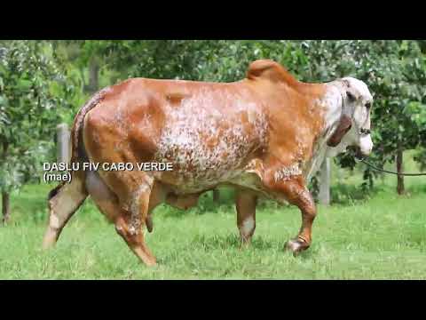 LOTE 38   JCVL 6030 – RADICAL FIV CABO VERDE