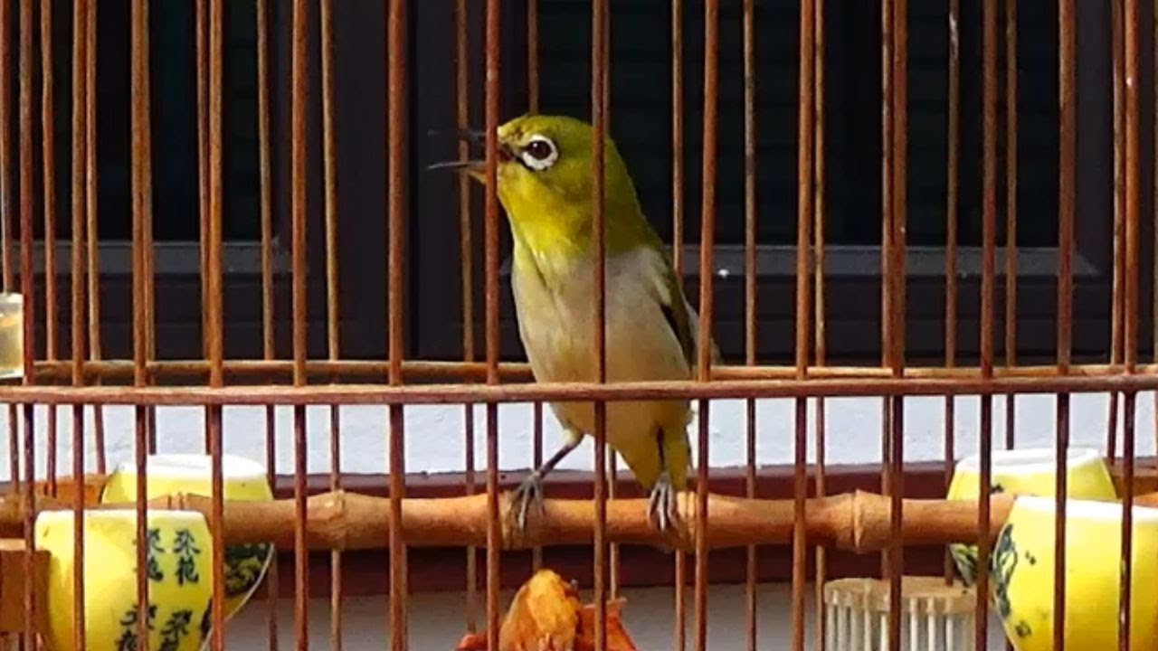 Khuyên líu đấu hót sáng , luyện khuyên mồi hót gọi bổi rừng , chim khuyên mồi 2022