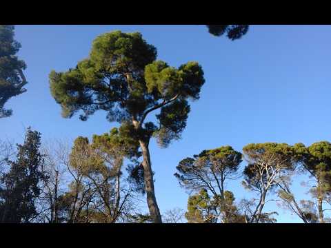 NO A LA GUERRA.  VIVA LA ESPERANZA. VIVA LA MÚSICA.