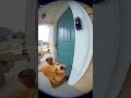 The Dog That Rings the Doorbell 🐶🔔