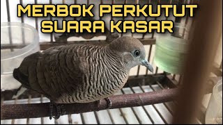 Suara Merbok Kampung Kasar - Pikat Merbuk Kampung- Pancingan Perkutut Lokal Agar Cepat Bunyi