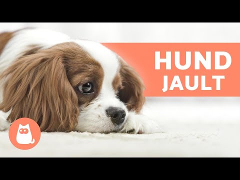 Warum jaulen Hunde? - 6 typische Ursachen