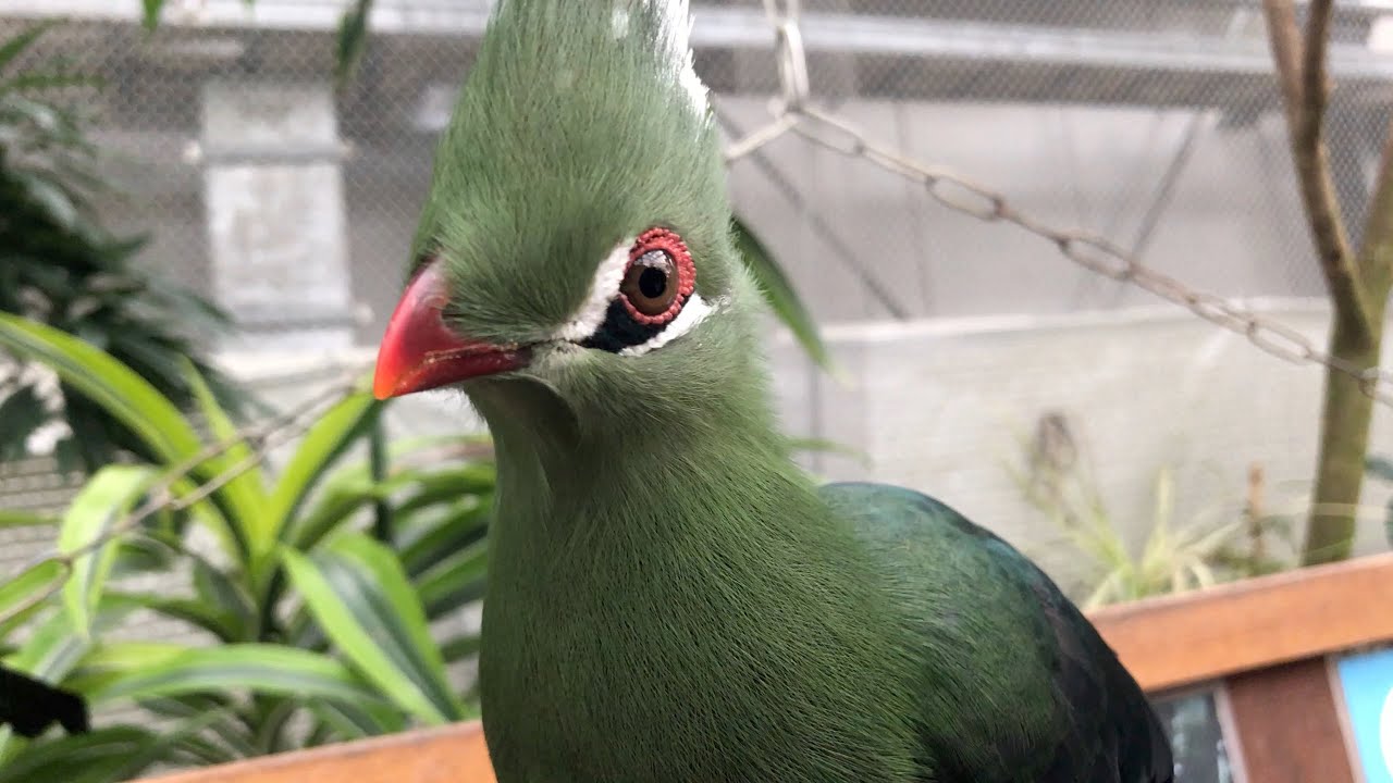 Greenturaco 写真と事実 Birds Animallodgellc Com 鳥