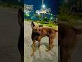 last tak dekhna 😂 #shorts #funnydog #trending