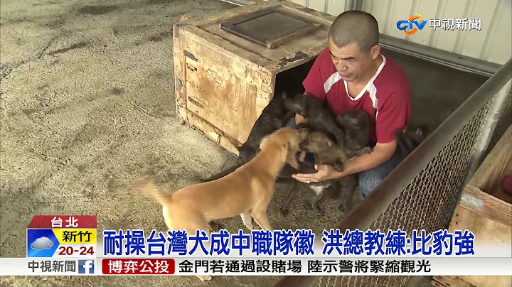 台灣犬成中職亞冠賽隊徽 挨批畫得不太像│中視新聞 20171028 - 天天要聞