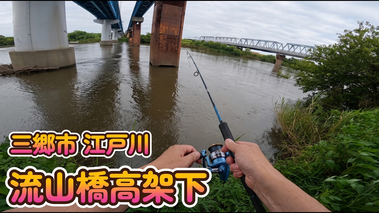 江戸川 流山橋高架下を調査 三郷市 2026年9月 おかっぱりポイントを