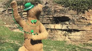 St. Patrick's Day With Dancing Bears