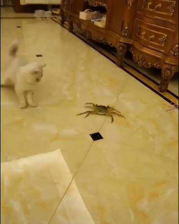 Story wa 30 Detik Kucing | Story Wa Kucing #Shorts #Storywakucing