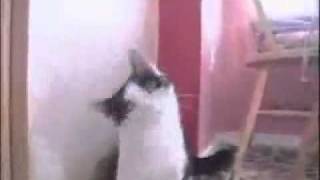 Brutal cat listens to slayer