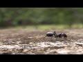 ANT RUN IN HD Slow Motion Sony Handycam HDR GW77V 