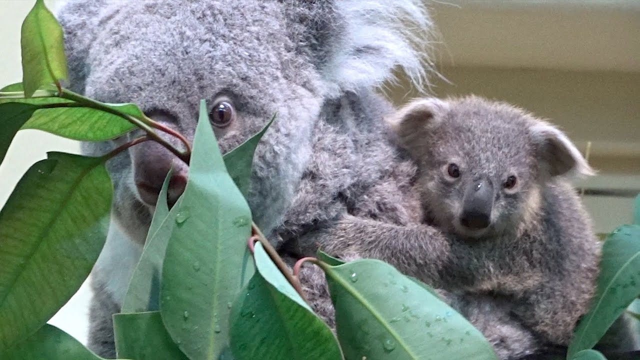 1 st 💗 koala baby 💗 update YouTube