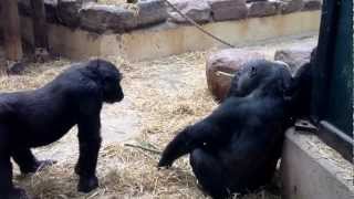 Binti grabs babyboy Shambe