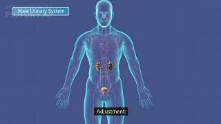 Role of the kidney in osmoregulation