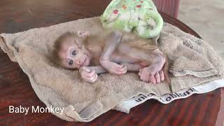 Million Pity Starvedd Lil baby Monkey split all the milk out