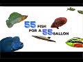 55 stock ideas for a 55 gallon aquarium