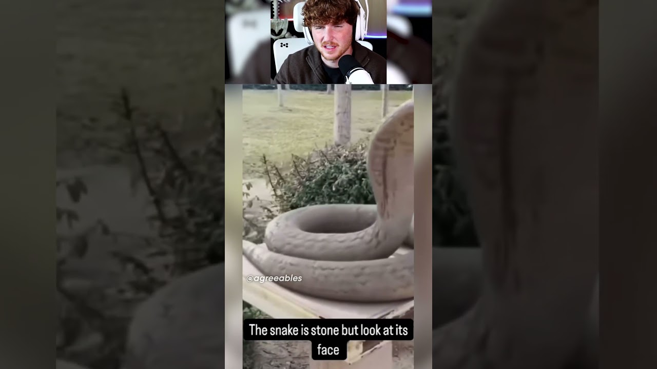 Look at that snake..