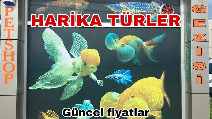 Istanbul Eminonu Petshop Trip l Aquarium Fish Current Price and Variety  2023 - YouTube