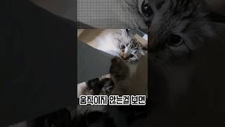 온몸으로 출근을 막는 고양이