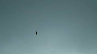 Christopher Elliott - Gliding Bird [Official Audio]