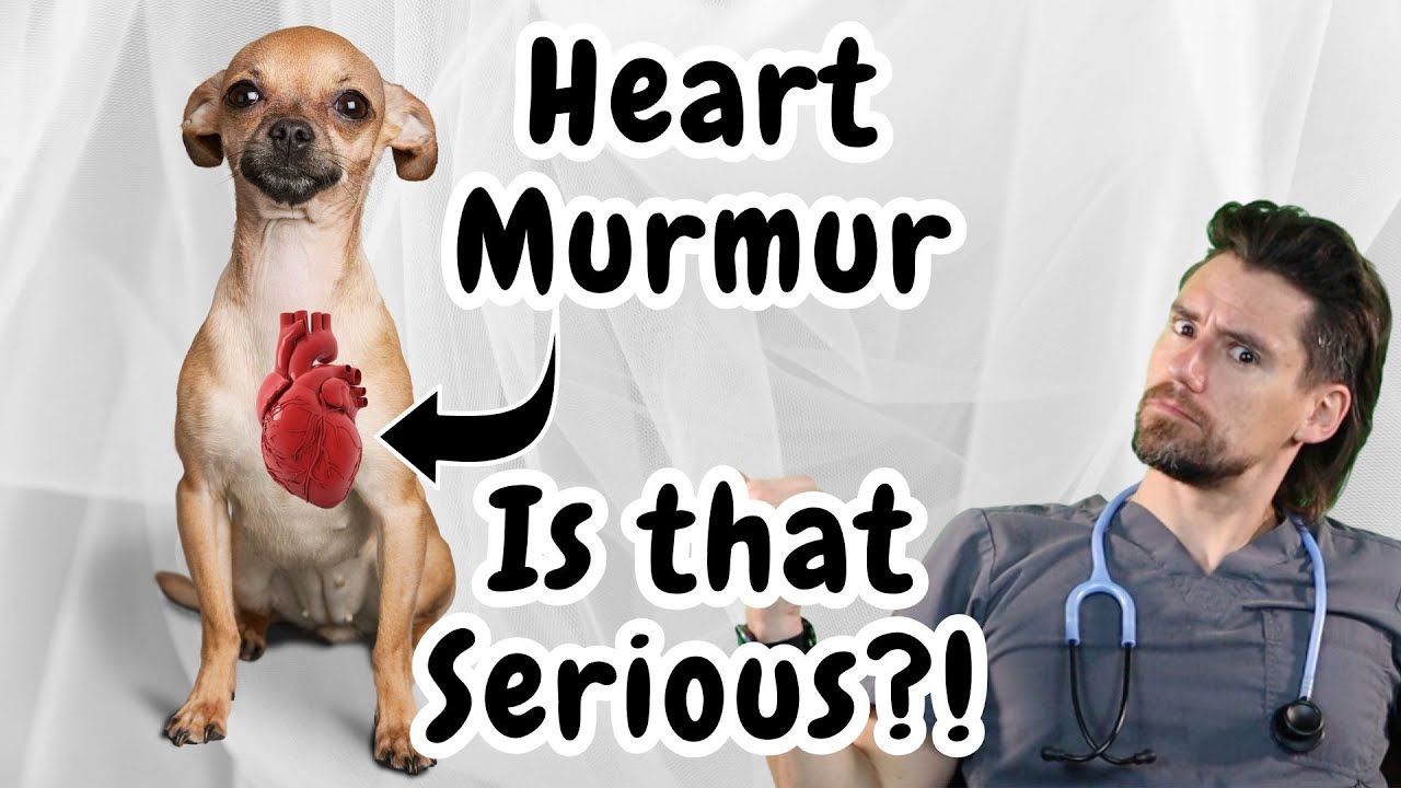 Your dog has a heart murmur, are medications needed? - YouTube