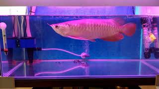 Arwana RTG - 30CM mau saya jual 1,5jt aja