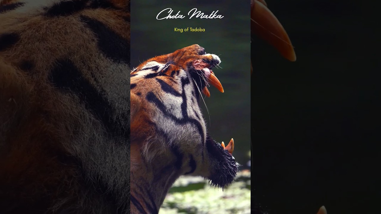 Super Closeup: Chota Matka, One of The Biggest Tiger of India, Yawning | Tadoba National Park, India