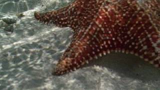 Bahama Starfish