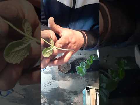 Video: La mentha spicata è menta?