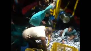 Satu kali setting palkah langsung penuh .Nelayan bulu Tuban
