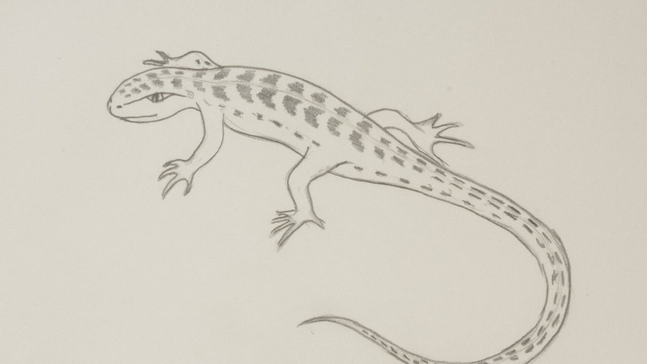 How to Draw a Lizard - Easy Drawing Tutorial For Kids