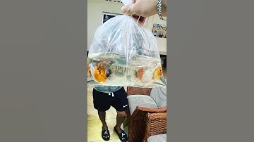 Combo Cám heo và Ranchu cụt lưng muối tiêu #goldfish #ranchu_goldfish #camheo #ranchugoldfish