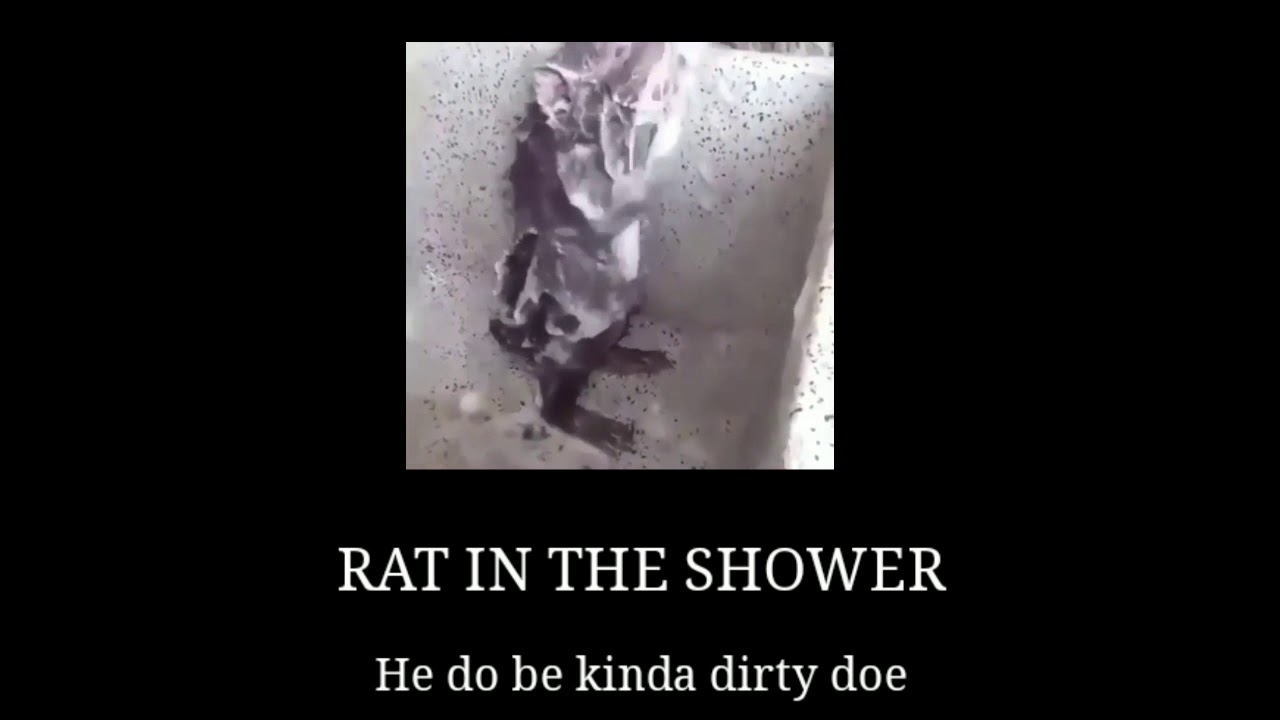 RAT IN THE SHOWER (awesome quality) YouTube