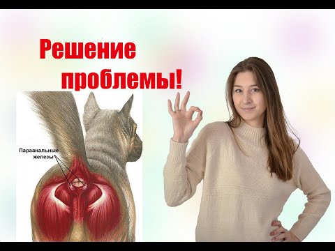 ЧИСТКА АНАЛЬНЫХ ЖЕЛЕЗ У СОБАК | ЗАЧЕМ ЧИСТИТЬ АНАЛЬНЫЕ ЖЕЛЕЗЫ