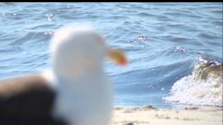 West Yarmouth MA -Seagull Beach