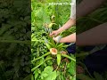 Harvesting Alocasia macrorrhizos Flowers for Cooking #farminglife #farming #harvesting